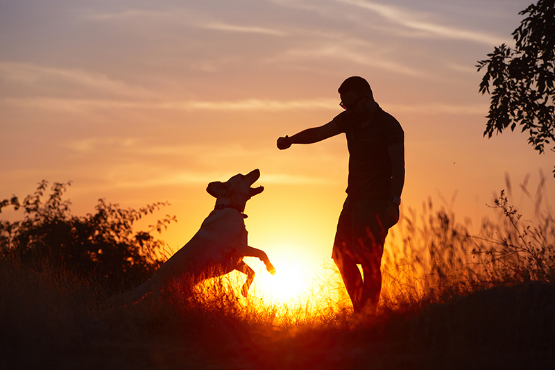 The Unbreakable Bond: Understanding Why Dogs Make the Perfect Friends